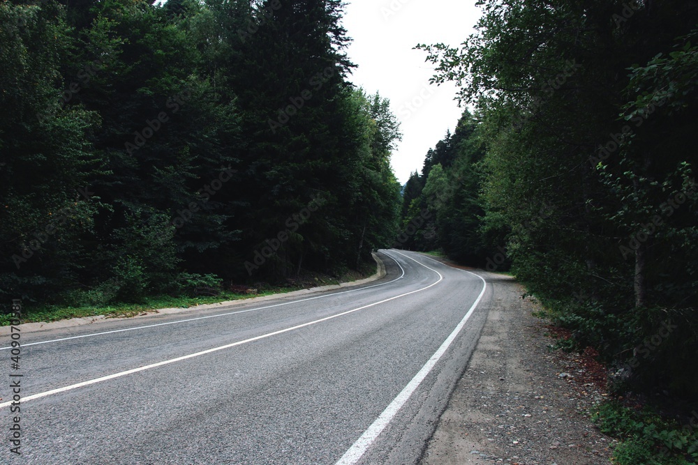 road in the forest