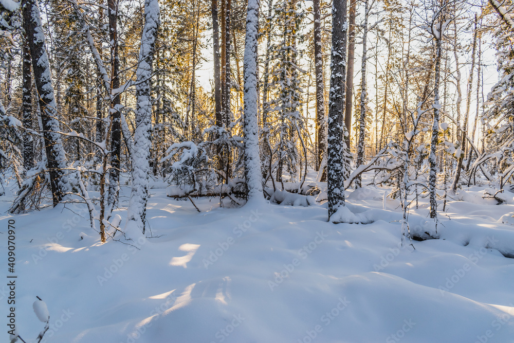 The beauty of the winter taiga at sunset The beauty of the winter taiga at sunset