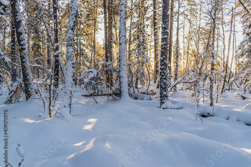 The beauty of the winter taiga at sunset