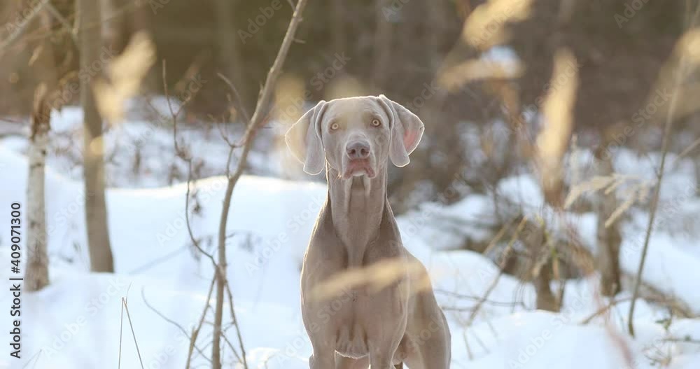Weimaraner