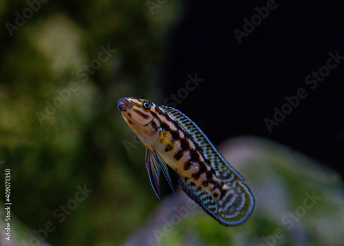 Julidochromis marlieri, cichlid from Lake Tanganyika in the aquarium 