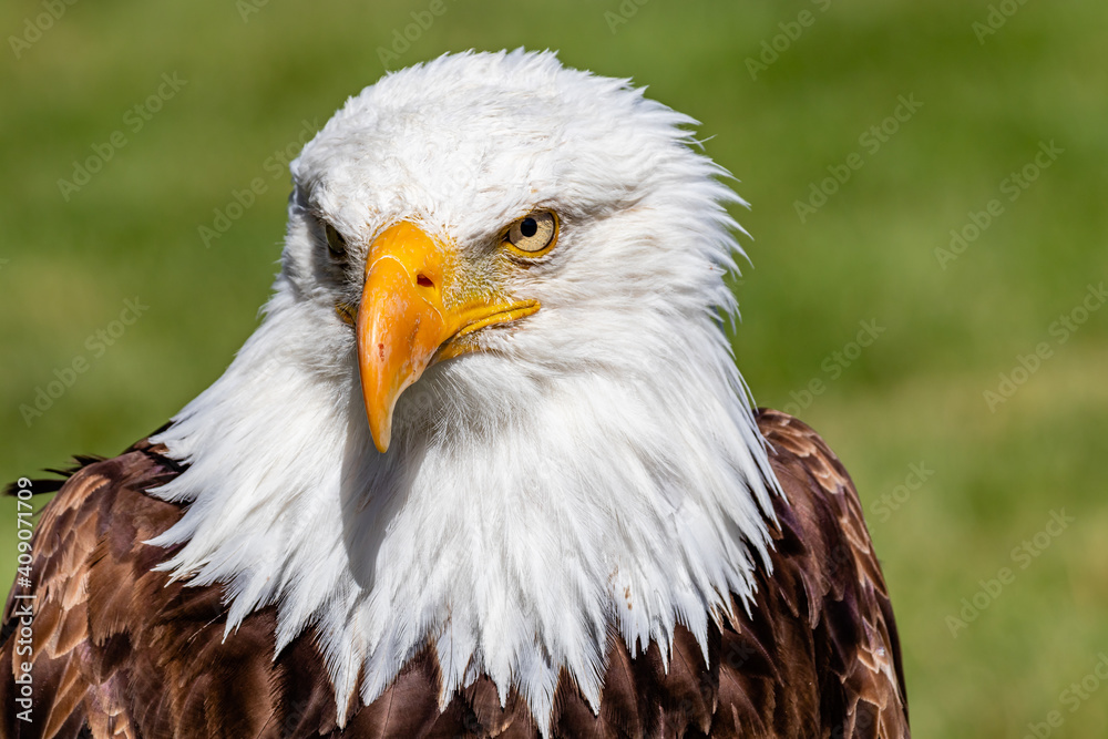 Bald Eagle in portrait. Birds of Prey Centre, Coledale, Alberta, Canada Bald Eagle in portrait. Birds of Prey Centre, Coledale, Alberta, Canada