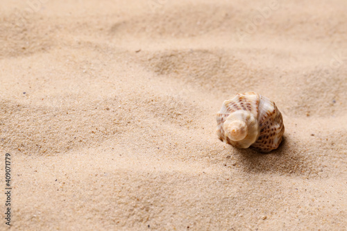 Beautiful seashell on beach sand, space for text. Summer vacation