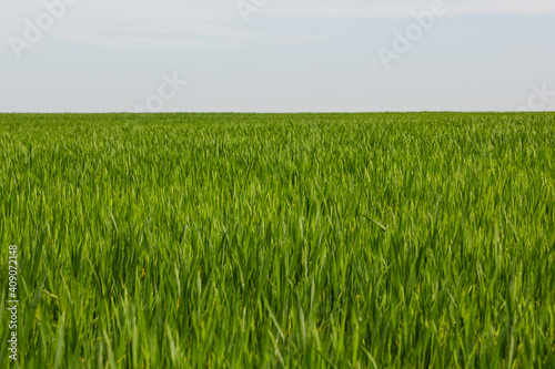 A green crop field in early spring