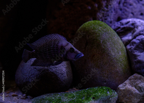 fish in aquarium