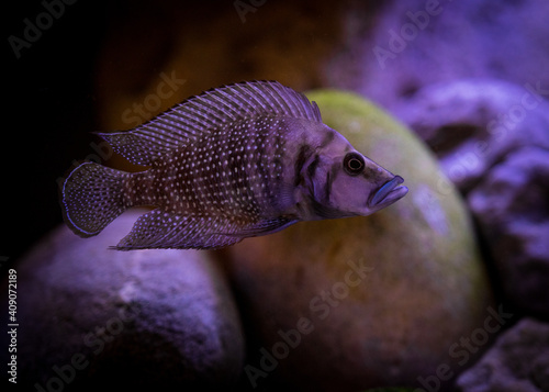 fish swimming in aquarium