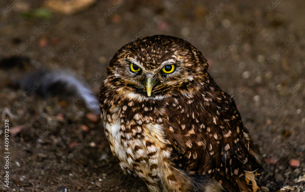 Burrowing owls watching the sights. Birds of Prey Centre, Coledale, Alberta, Canada Burrowing owls watching the sights. Birds of Prey Centre, Coledale, Alberta, Canada
