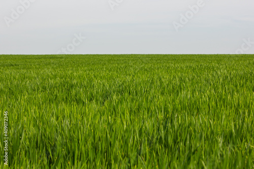 A green crop field in early spring