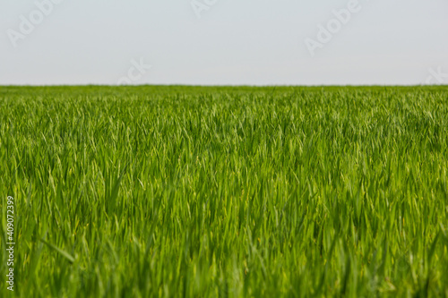 A green crop field in early spring