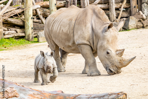 Mother and baby White Rhino. Auckland Zoo, Auckland, New Zealand photo