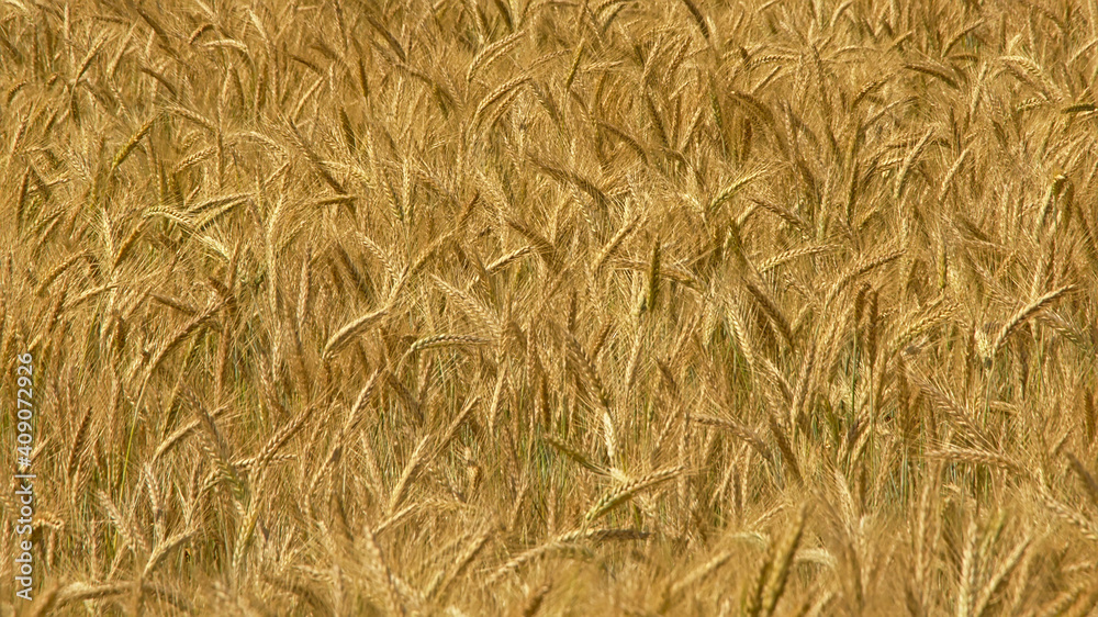 Sunny golden wheat spikes in a field background, full frame - triticum
Sunny golden wheat spikes in a field background, full frame - triticum