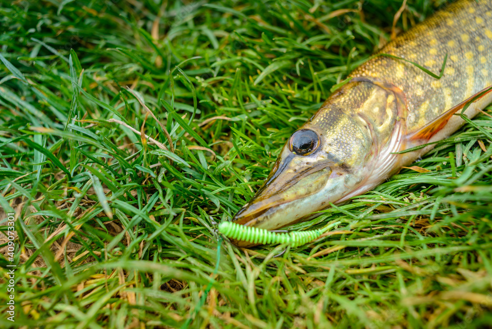 Caught pike with silicone bait in the mouth lies on the grass Caught pike with silicone bait in the mouth lies on the grass