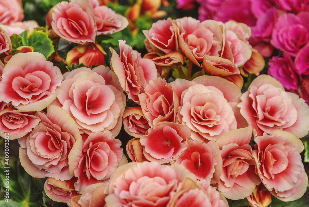 Begonia Elatior Berseba. Pink flowers for patio, garden, balkon, park, home Begonia Elatior Berseba. Pink flowers for patio, garden, balkon, park, home