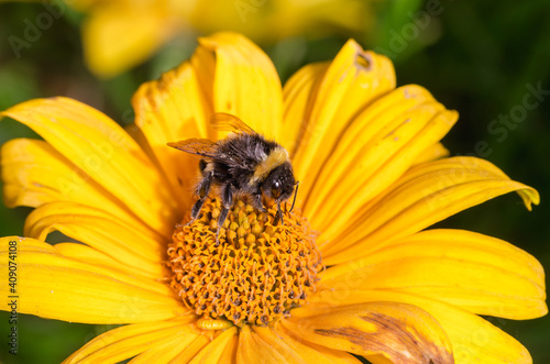 Pollination of a yellow flower with a bumblebee in summer