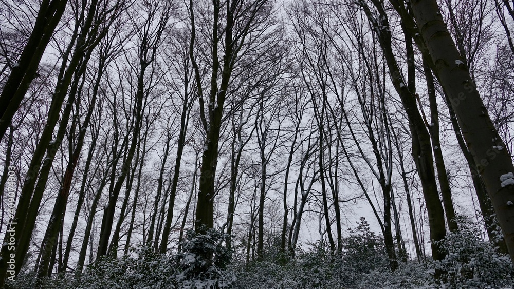 Bergischer Wald im Winter Bergischer Wald im Winter