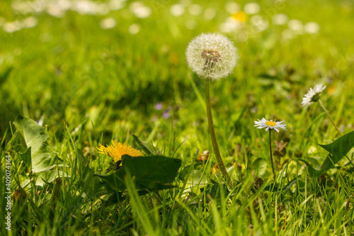 A dandelion in the grass