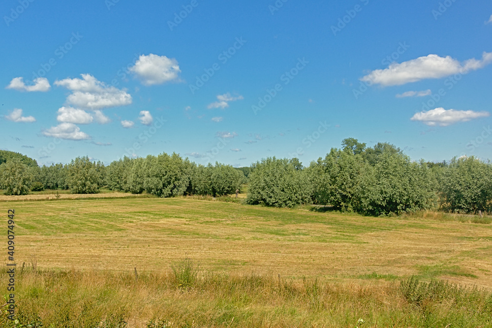 Sunny dry farmland with trees under a clear blue sky in Kalkense Meersen nature reserve, Flanders, Belgium.