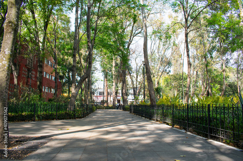 Fototapeta Naklejka Na Ścianę i Meble -  Peaceful park with trees and bushes in Mexico City