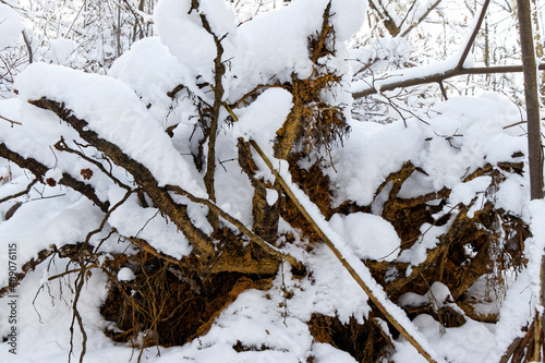 Roots of an uprooted tree in winter