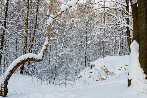 Snowy forest in winter