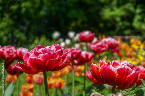kwiaty wiosa tulipany  kwiat © Katarzyna