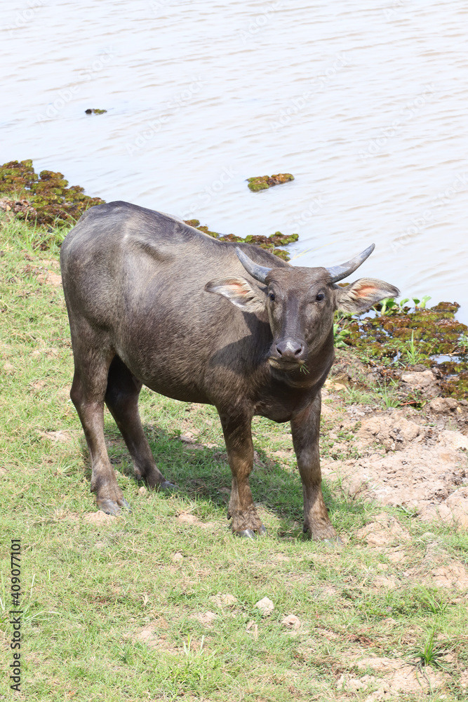 buffalo Thale Noi Waterfowl Reserve
