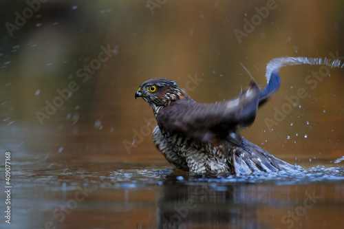 Eurasian Sparrow hawk (Accipiter nisus) taking a bath in the forest in the Netherlands. Brown orange background