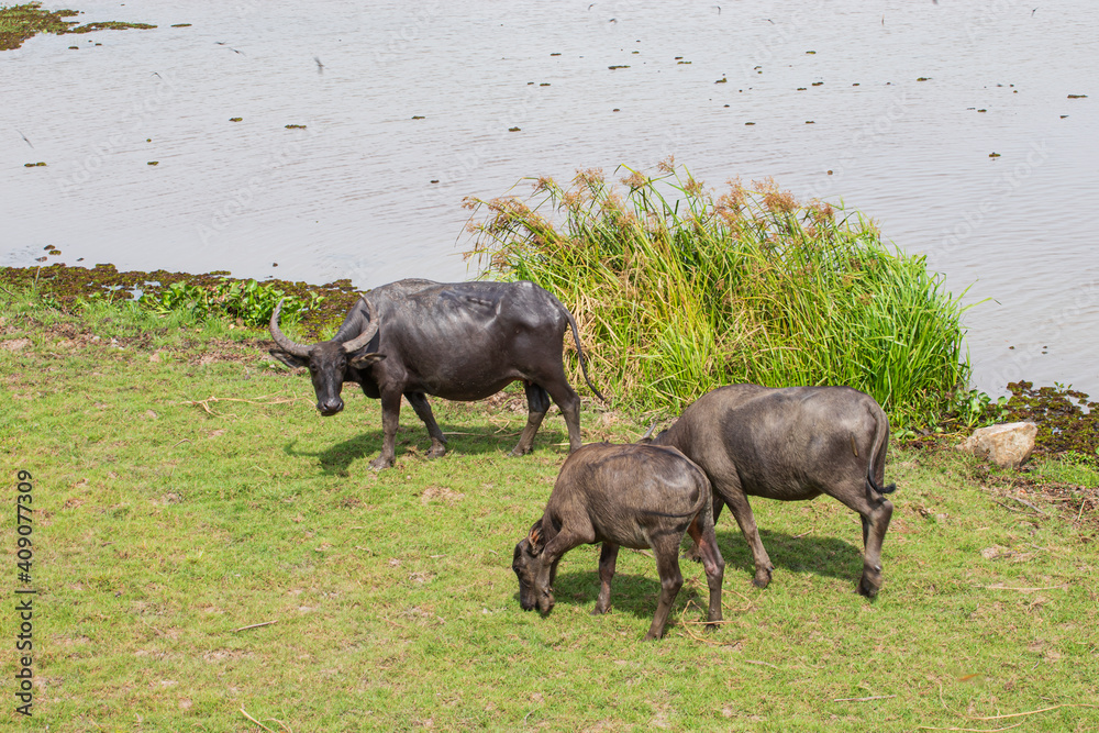 buffalo Thale Noi Waterfowl Reserve