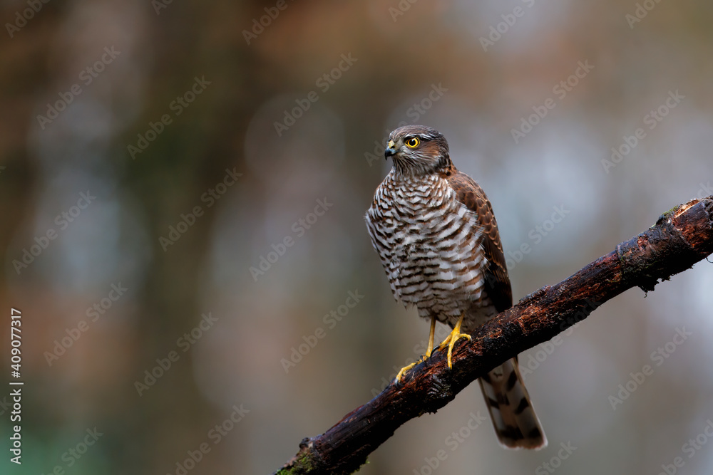 Eurasian Sparrow hawk (Accipiter nisus) sitting on a branch in the forest in the Netherlands. Dark background Eurasian Sparrow hawk (Accipiter nisus) sitting on a branch in the forest in the Netherlands. Dark background