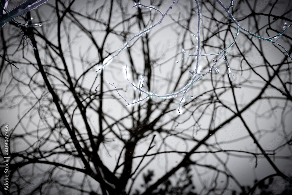 Icy tree branches painted green; Leaf stuck between icy branches Icy tree branches painted green; Leaf stuck between icy branches