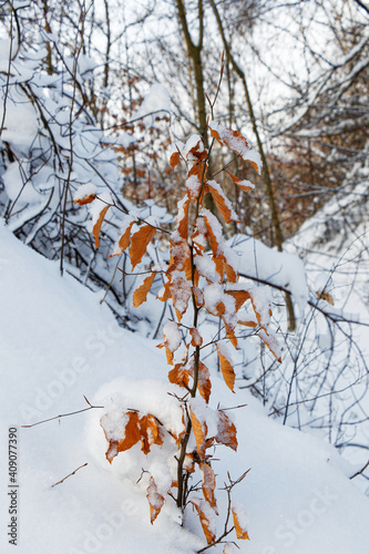 Tree with autumn leaves in a winter landscape