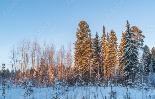 The edge of the winter forest in the sunset
