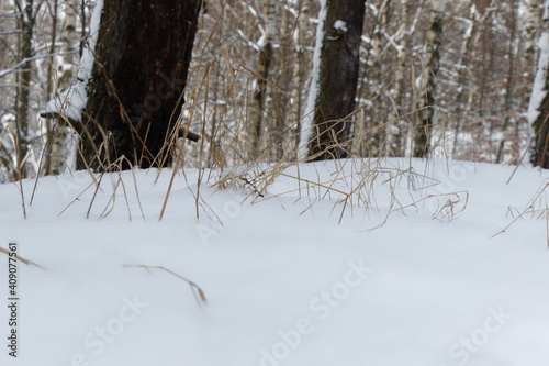 Brown blades of grass sticking out of the snow with out of focus forest in background