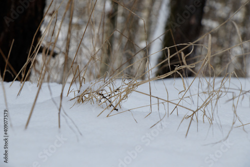 View on brown blades of grass sticking out of the snow with out of focus forest in background