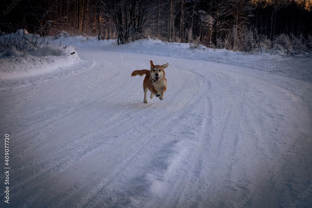 A cheerful dog running in the snow outdoors; Winter cold forest early in the morning A cheerful dog running in the snow outdoors; Winter cold forest early in the morning