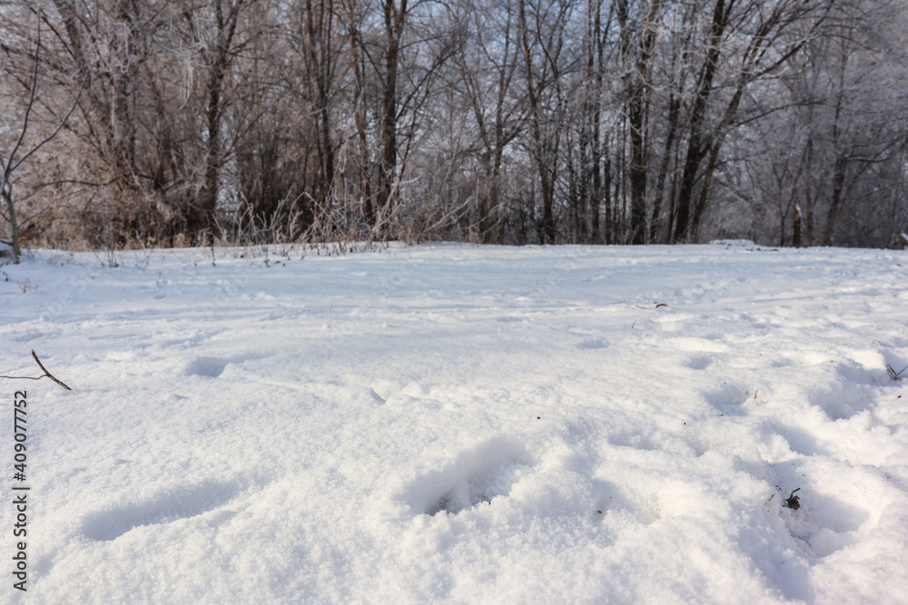 Beautiful winter landscape with trees and snow Beautiful winter landscape with trees and snow