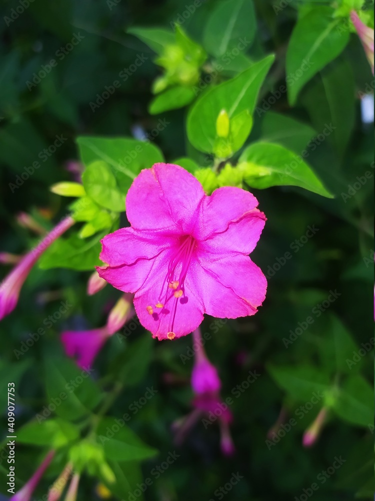 Beautiful purple flower free image Beautiful purple flower free image