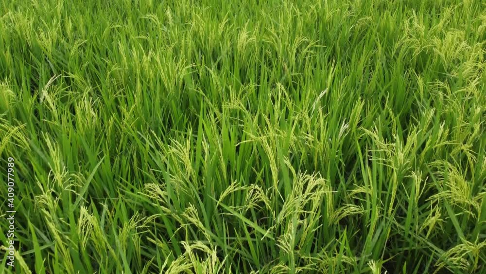 Move and look down green paddy field Move and look down green paddy field