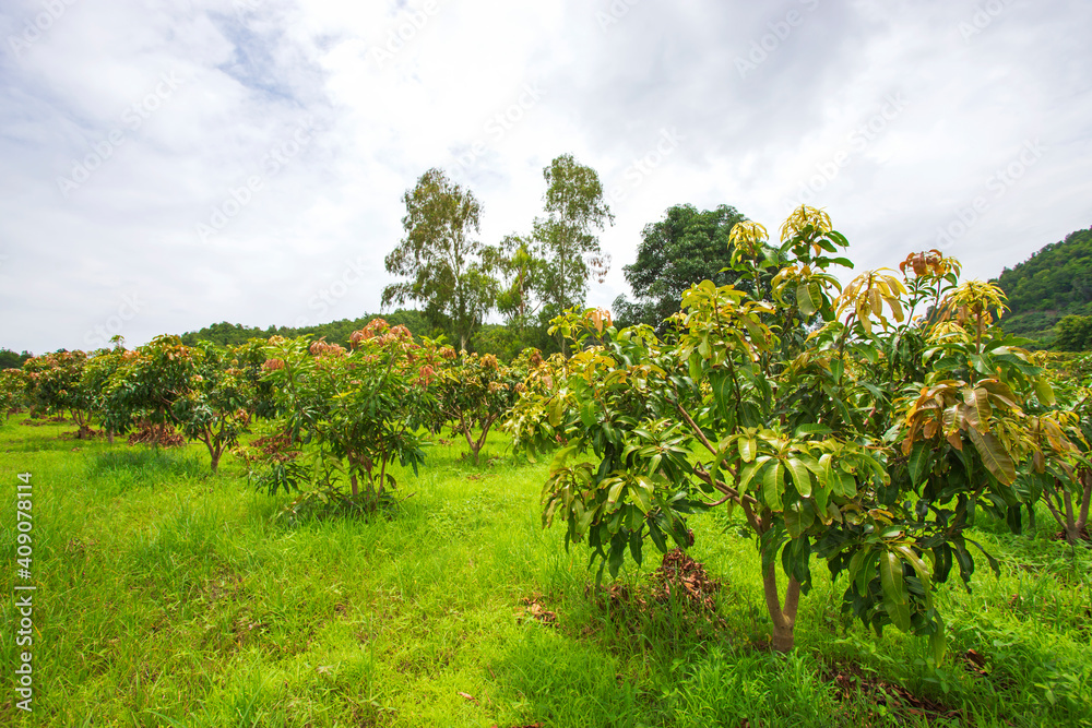 Chiang Mai Longan Garden