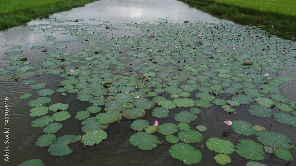 Fly over river with lotus flower grow on water Fly over river with lotus flower grow on water