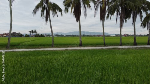 Wallpaper Mural Fly over paddy field towards coconut trees in a row Torontodigital.ca