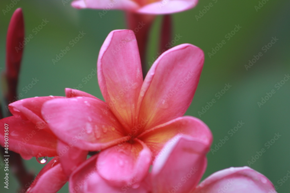 beautiful flower with water drops