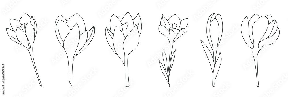 Spring flowers crocuses in different stages of flowering. Linear vector illustration. suitable for coloring decorative works, for use in invitations, postcards and other typography 