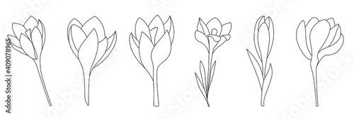Spring flowers crocuses in different stages of flowering. Linear vector illustration. suitable for coloring decorative works, for use in invitations, postcards and other typography 