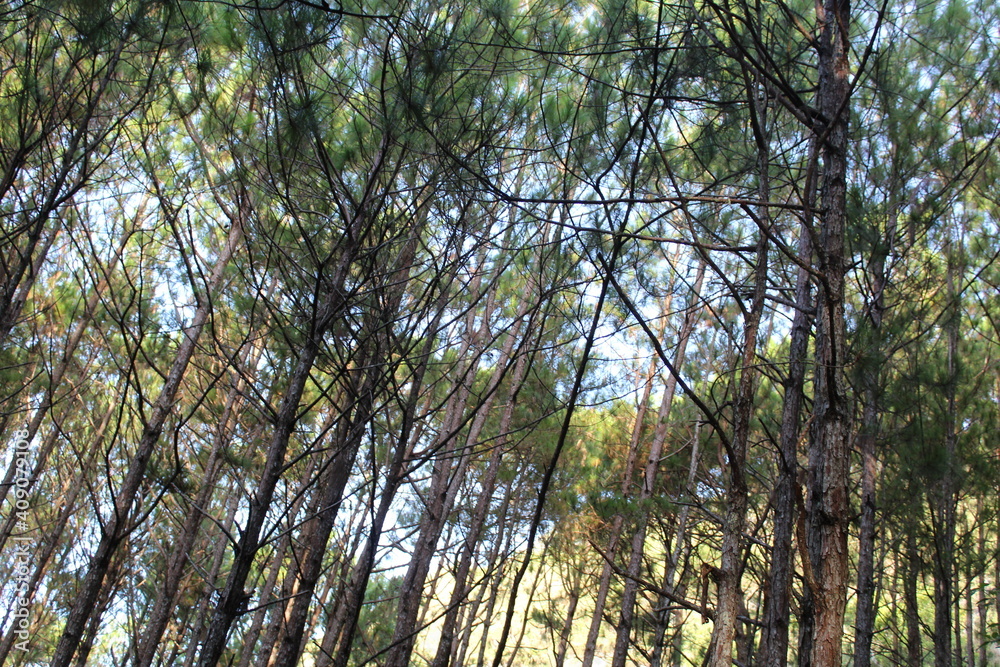 Fototapeta premium trees and sky