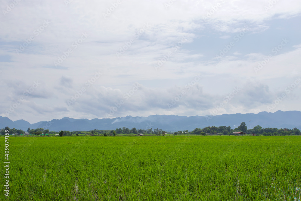 Rice fields in chiang mai