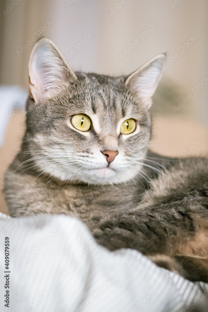 A striped gray cat with yellow eyes. A domestic cat lies in bed on the bed. The cat in the home interior. Image for veterinary clinics, sites about cats.