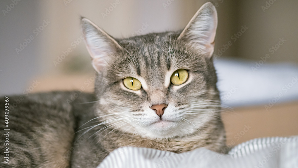 A striped gray cat with yellow eyes. A domestic cat lies in bed on the bed. The cat in the home interior. Image for veterinary clinics, sites about cats. A striped gray cat with yellow eyes. A domestic cat lies in bed on the bed. The cat in the home interior. Image for veterinary clinics, sites about cats.