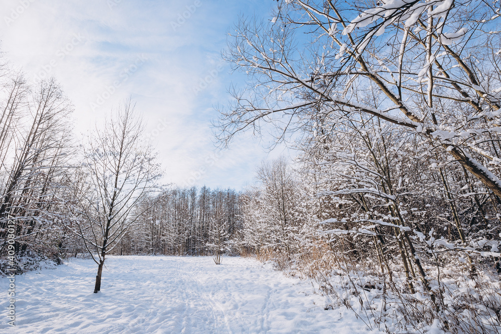 Winter landscape, frosty trees in snowy forest in the sunny light, sparkling hoarfrost on the branches of a winter forest on a frosty day Winter landscape, frosty trees in snowy forest in the sunny light, sparkling hoarfrost on the branches of a winter forest on a frosty day