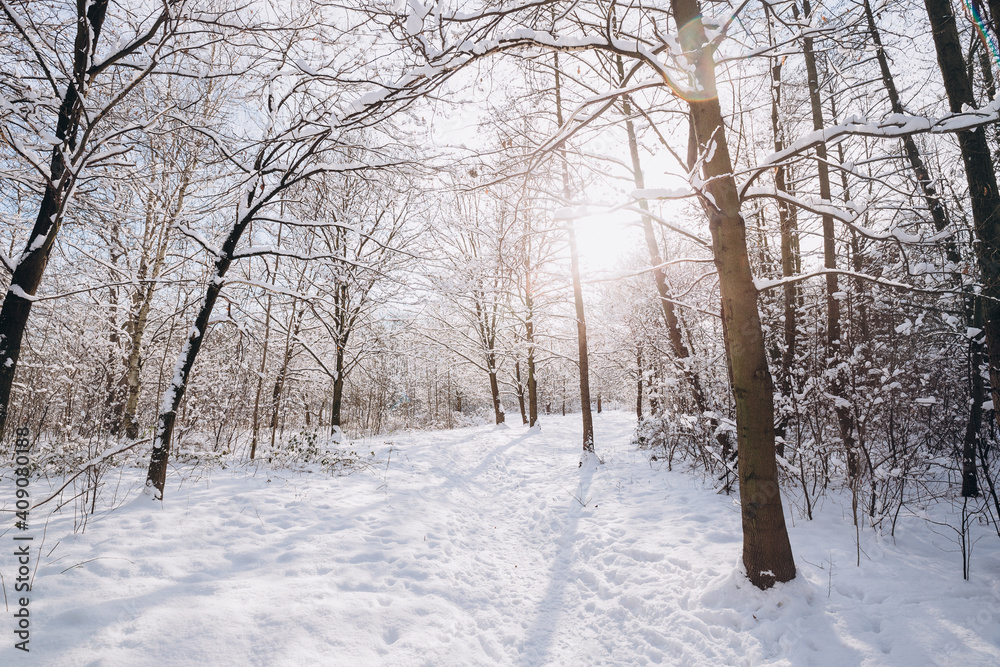 Winter landscape, frosty trees in snowy forest in the sunny light, sparkling hoarfrost on the branches of a winter forest on a frosty day Winter landscape, frosty trees in snowy forest in the sunny light, sparkling hoarfrost on the branches of a winter forest on a frosty day